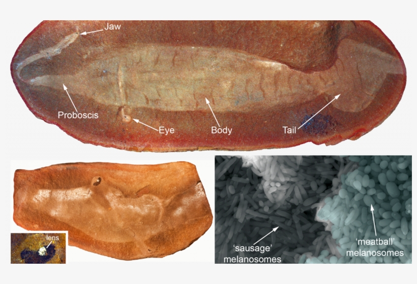 Image Of The 'tully Monster' Fossil And 'meatball' - Tully Monster Fossil, transparent png download