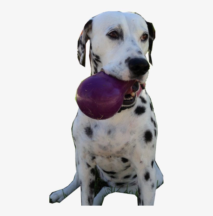 Cc Picture W Eggplant - Dalmatian, transparent png download