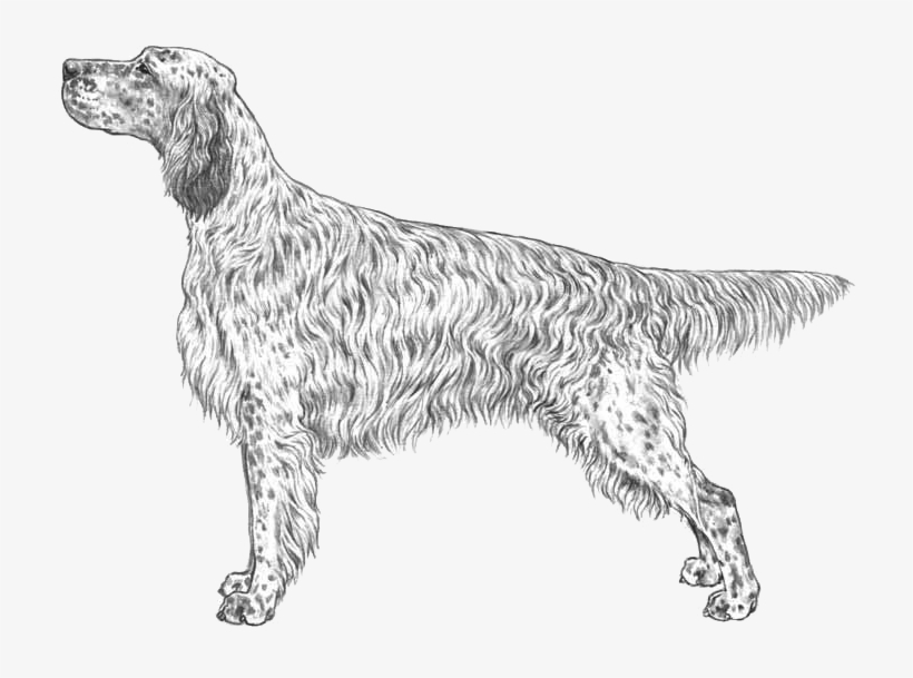 English Setter - French Spaniel, transparent png download