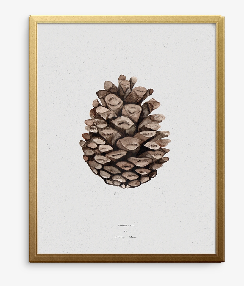 Seedling Art Print - Mexican Pinyon, transparent png download