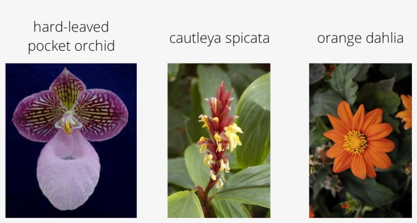 Alt Text - Hard-leaved Pocket Orchid, transparent png download