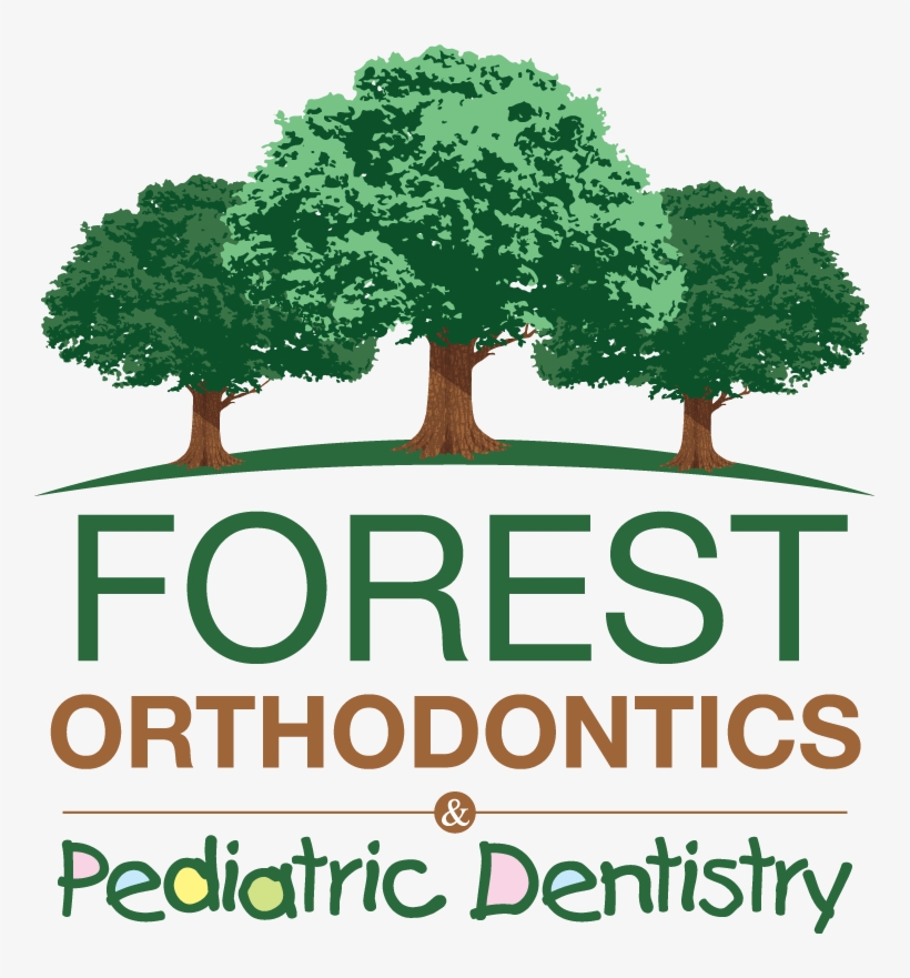 Lake Clipart Forrest - Tree, transparent png download