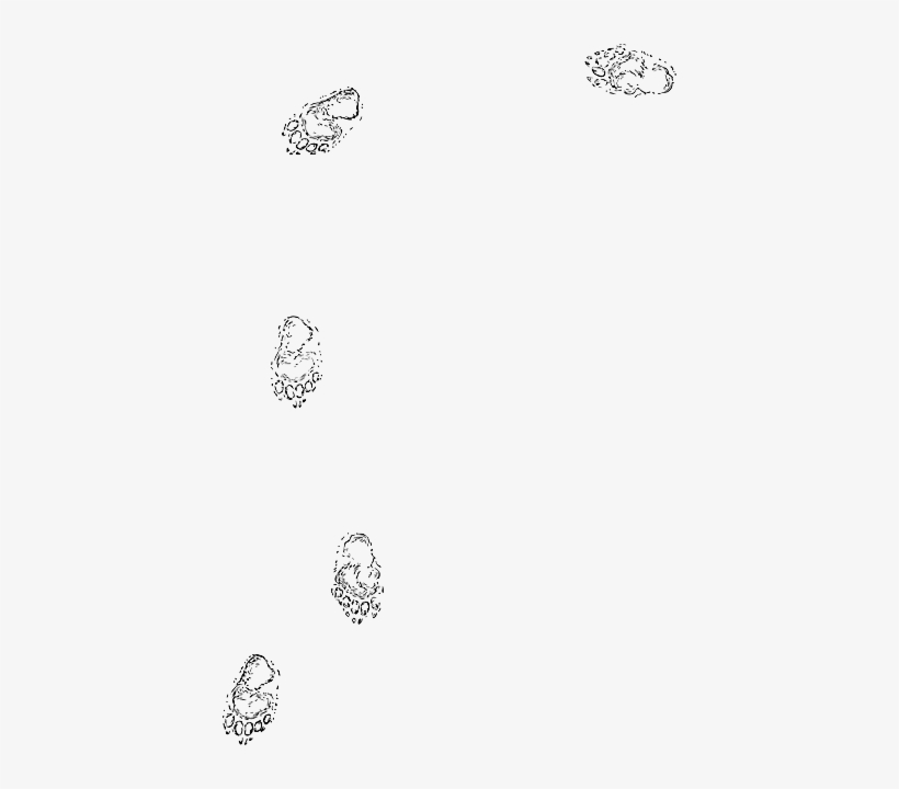 Download Print, Footprints, Bear, Rabbit, Paw, Animal, Footprint - Clip ...