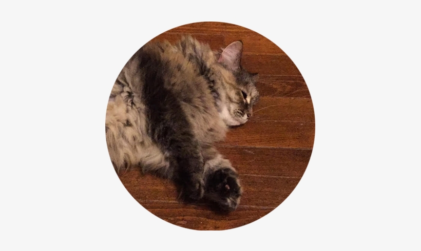 Lpf Espeth Marshmallow - Domestic Long-haired Cat, transparent png download