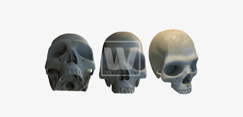 Three Different Skulls Png - Skull, transparent png download