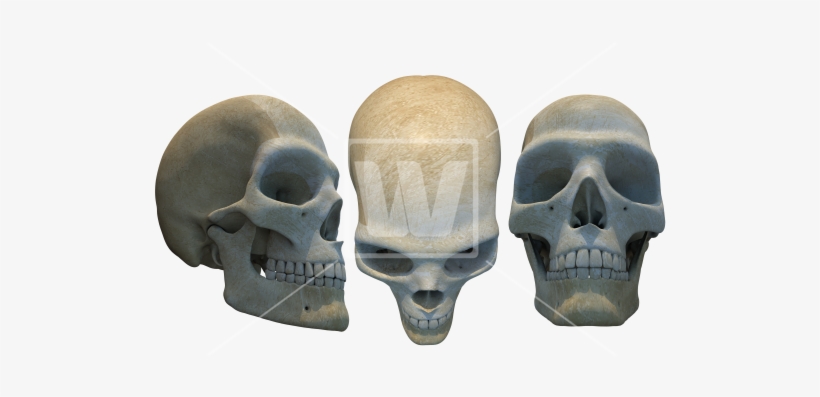 Human Skulls Illustration Png - Illustration, transparent png download