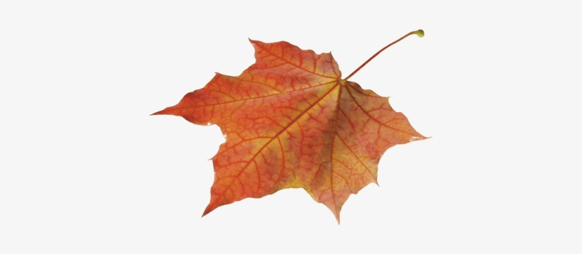 Autumn Leaves Solo Left - Autumn Leaf Transparent Png, transparent png download