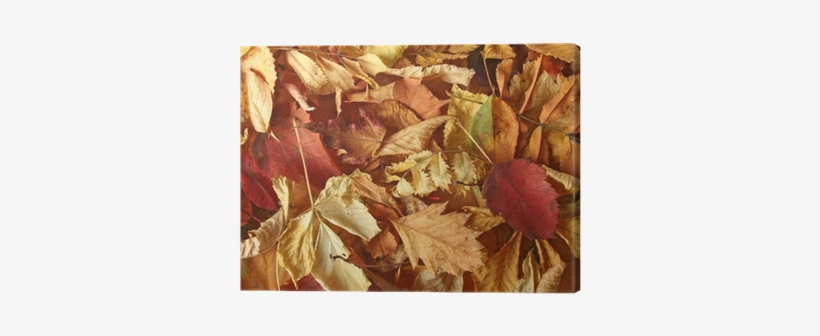 Maple Leaf, transparent png download