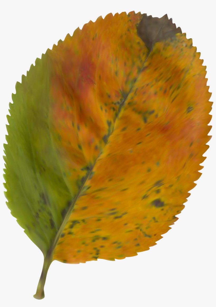Beautiful Autumn Leaf Png Clipart Imageu200b Gallery - Cotton Gin Saw Blade, transparent png download