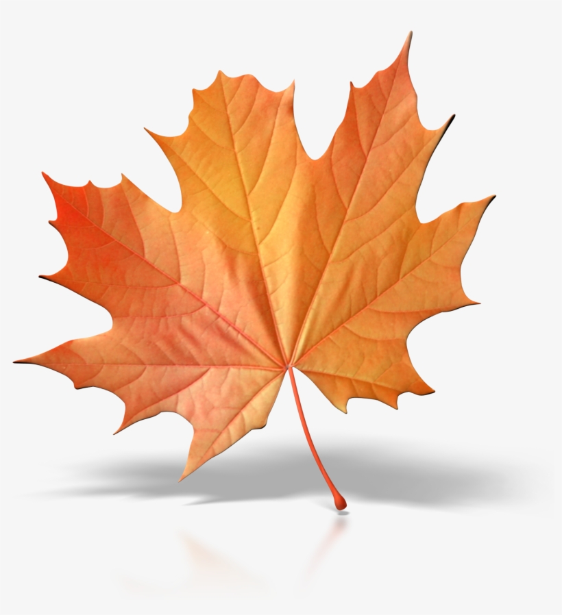 One Fall Leaf Png Clip Art - Brown Fall Leaf Clipart, transparent png download