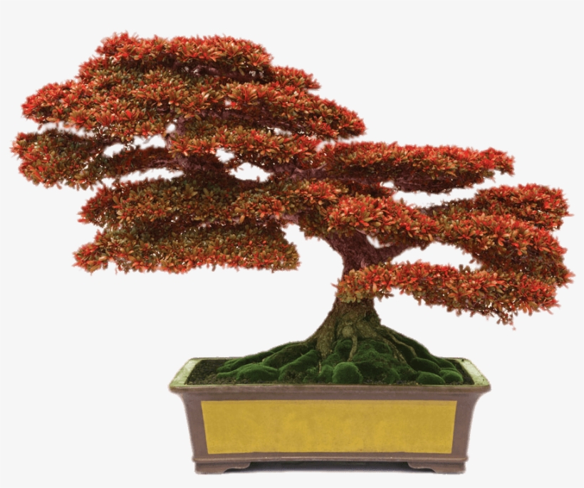 Bonsai With Red Leaves Png - Conyers Monastery Bonsai, transparent png download