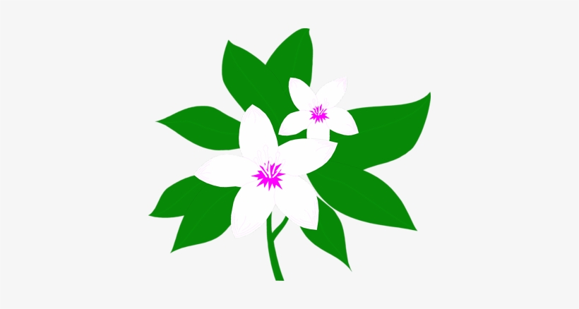 Magnolia Clipart - Jasmine Flower Clipart, transparent png download