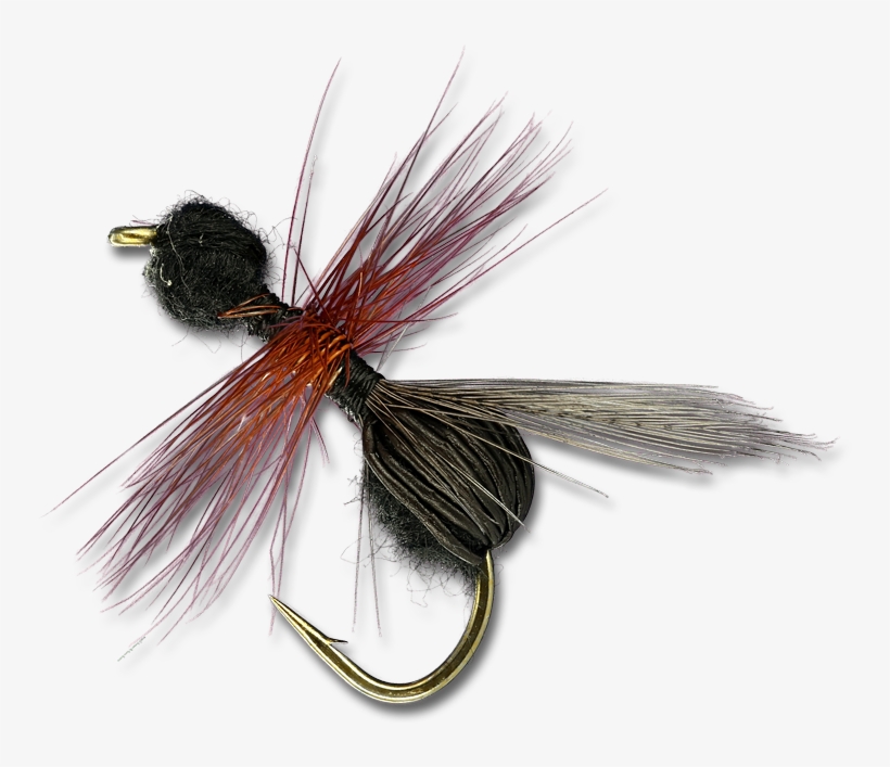 Insect, transparent png download