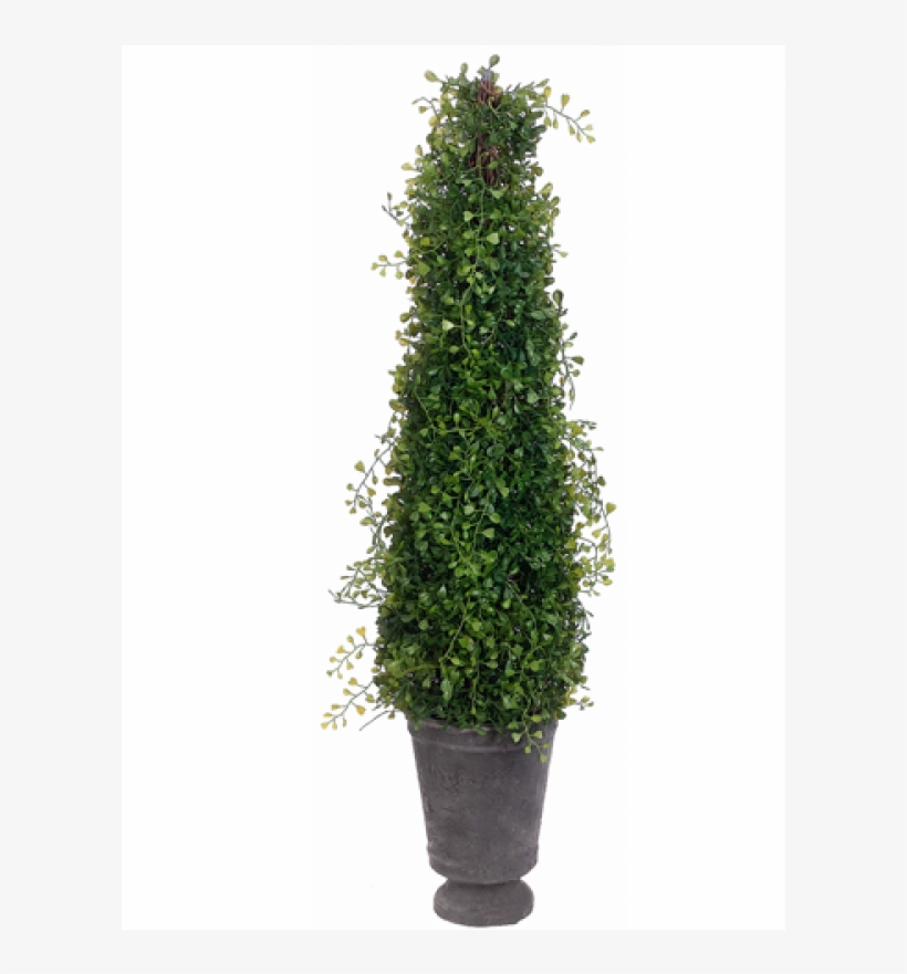 32 Angel Vine Cone Topiary In Terra Cotta Pot Green - Topiary, transparent png download