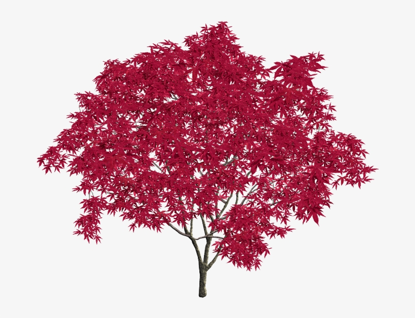 Into A Weekly Drawing To Win Prizes From Daiso Also - Maple Leaf, transparent png download