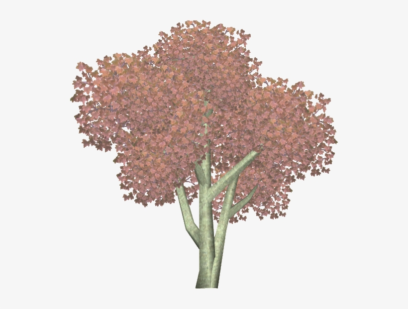 Bloodgood Japanese Maple - Tree, transparent png download