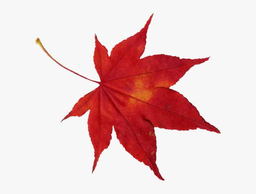 Japanese Words To Remember - Maple Leaf, transparent png download