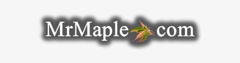Mr Maple │ Buy Japanese Maple Trees - Rideau Hall, transparent png download