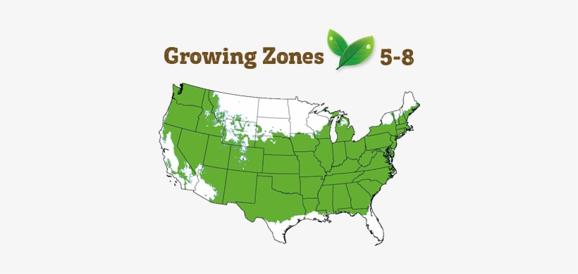 Shipping Restriction - Castle Wall ™ Blue Holly, transparent png download