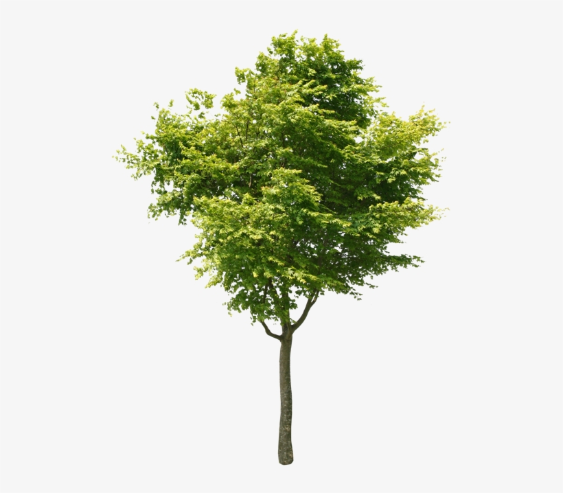 Free Image Of Tree, transparent png download
