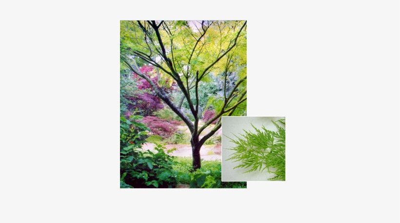 Acer Palmatum 'seiryu' - Maple, transparent png download