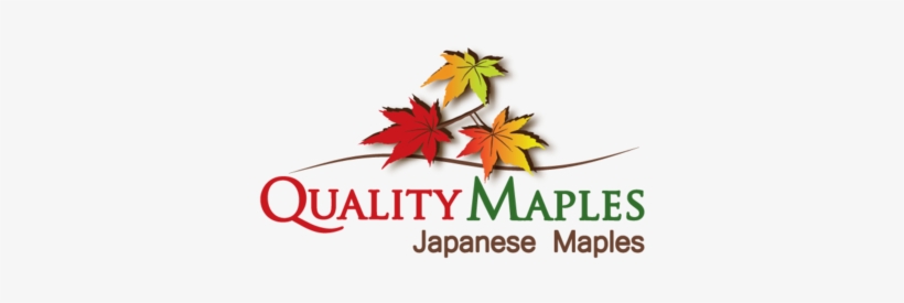 Qualitymaples A Logo, Monogram, Or Icon Draft - Lone Star College System, transparent png download