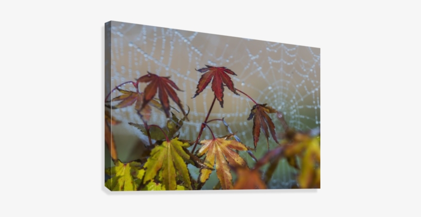Japanese Maple Leaves Take On Autumn Colours With A - Astoria, transparent png download