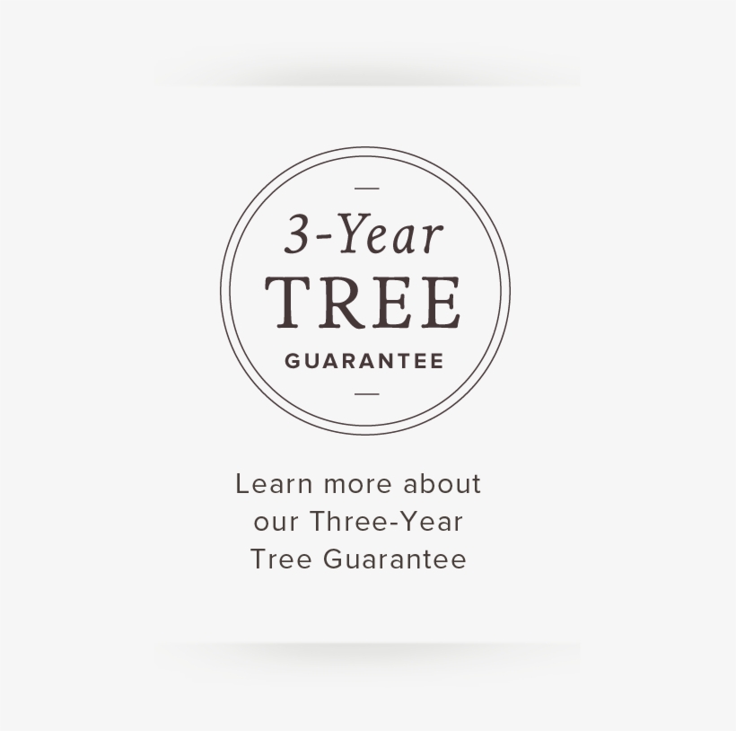 Bestsellers Japanese Maple - Erepublik, transparent png download