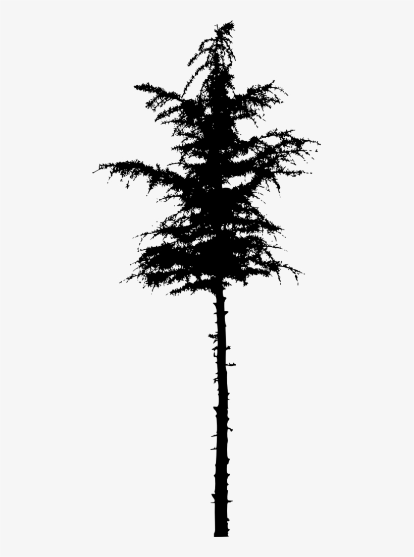Png File Size - Pine, transparent png download