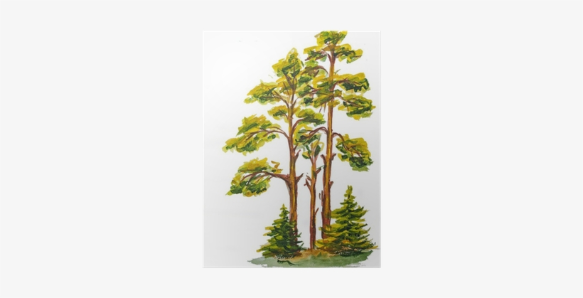 The Watercolor Of Pine Wood Isolated On White Poster - Watercolor Painting, transparent png download