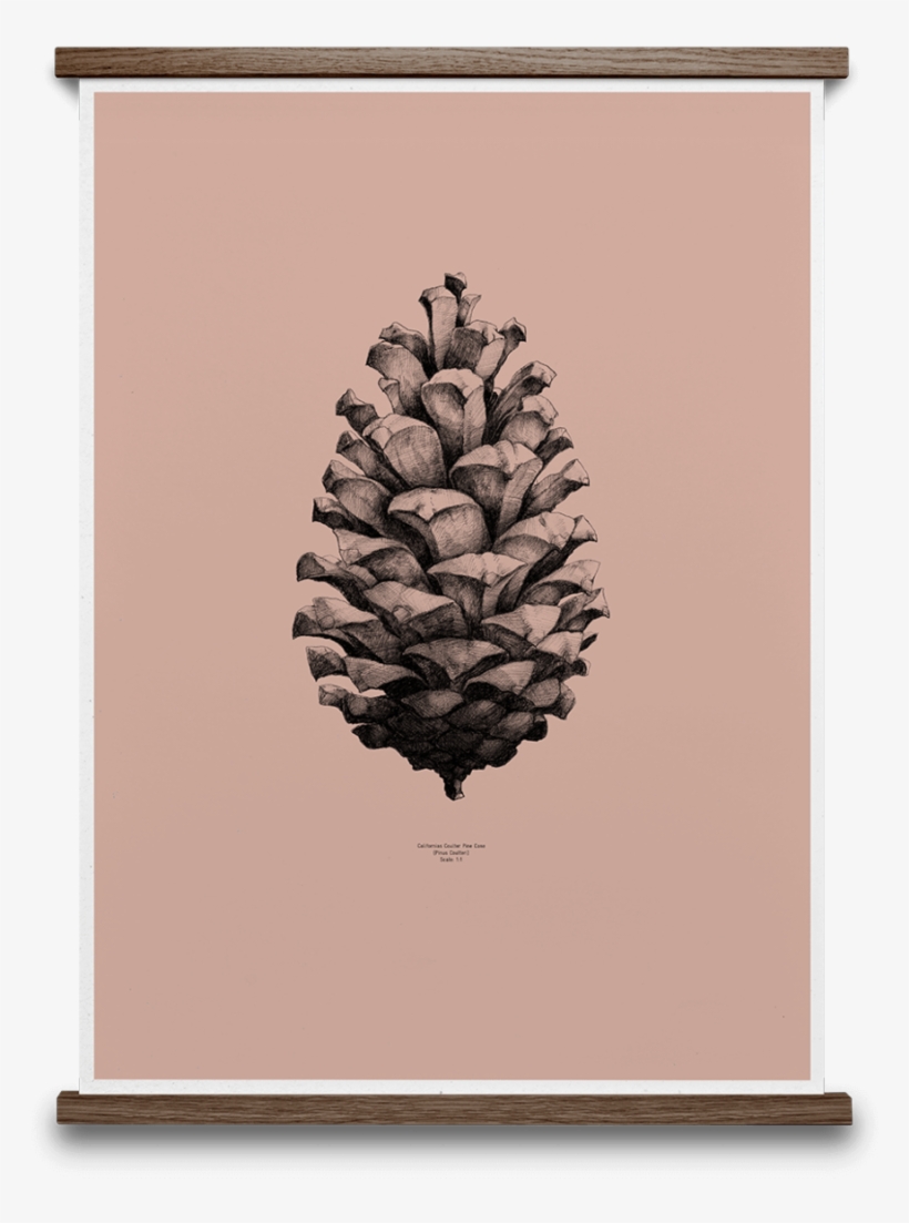 Pine Cone Print, 50 X 70cm - Paper Collective 1:1 Pine Cone Poster White, 50x70, transparent png download