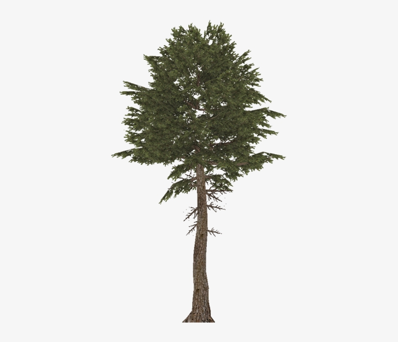 Maritimepine - Pine, transparent png download