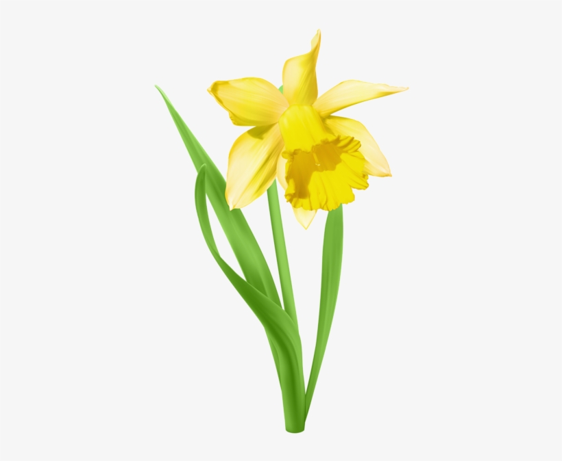 Daffodil Transparent, transparent png download
