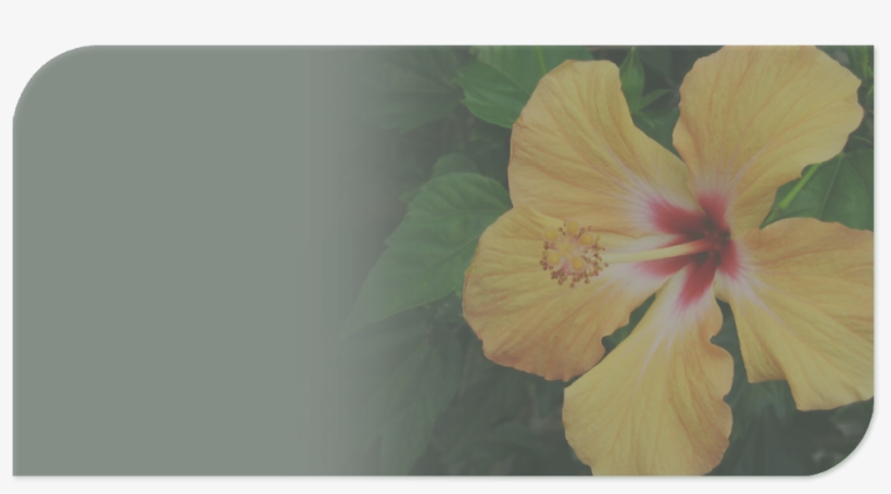 Whether Looking For A Solution For Drooping Dahlias, - Hibiscus Plant, transparent png download