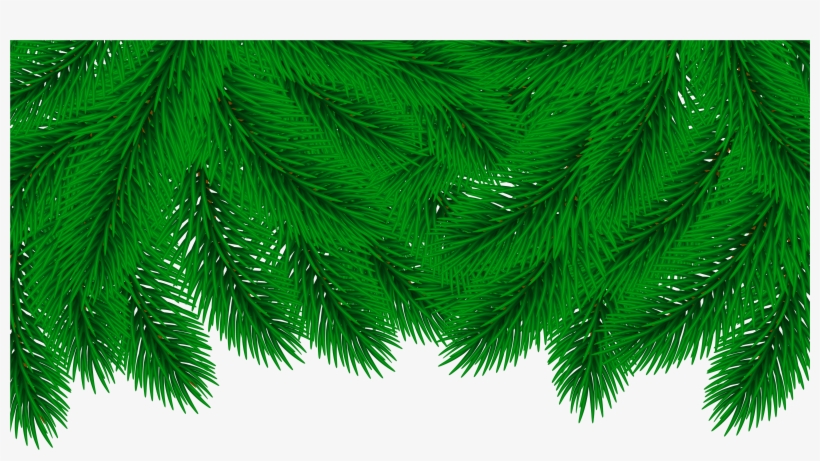 Pine Clipart Transparent - Attalea Speciosa, transparent png download