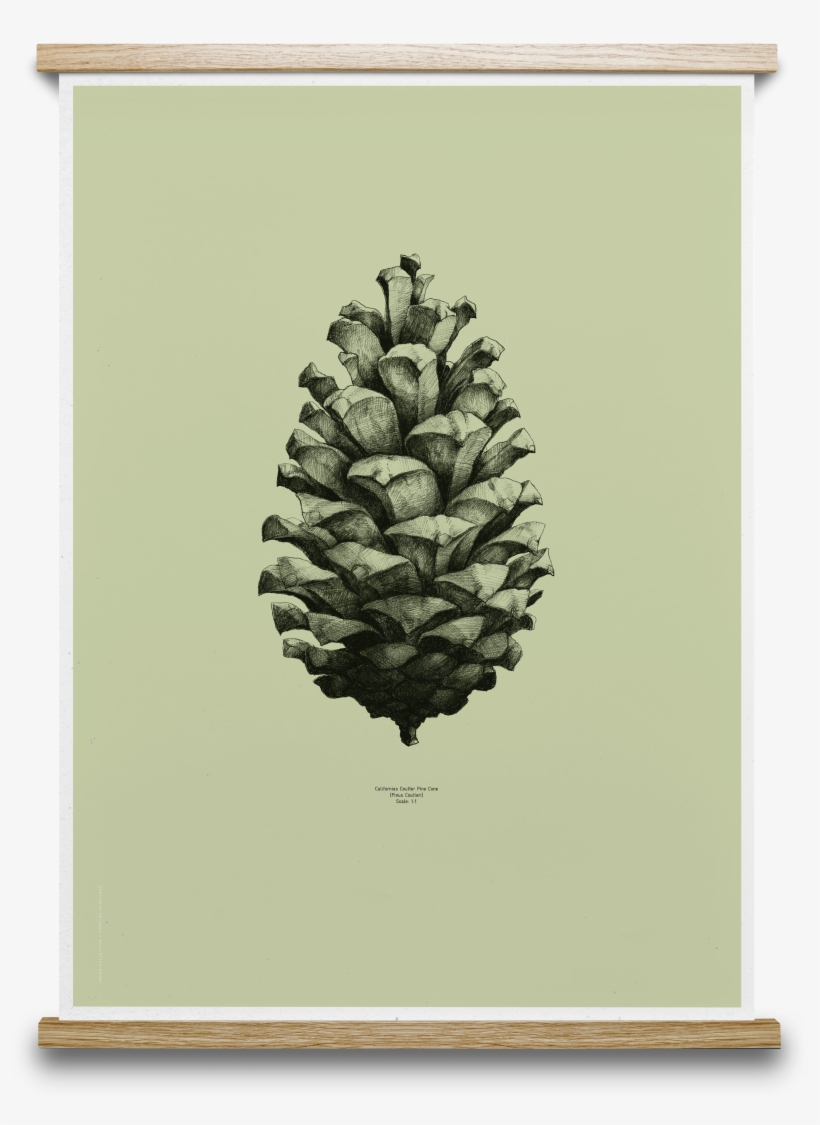 Acorn Drawing Pine Cone - Pomme De Pin Dessin, transparent png download