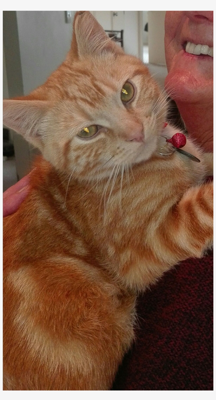 Sightings - Tabby Cat, transparent png download