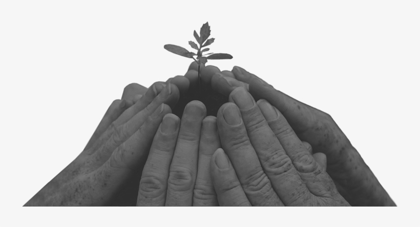Tree, transparent png download