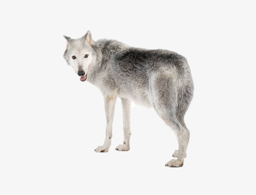 Wolf Png Picture - Mackenzie Valley Wolf Best, transparent png download