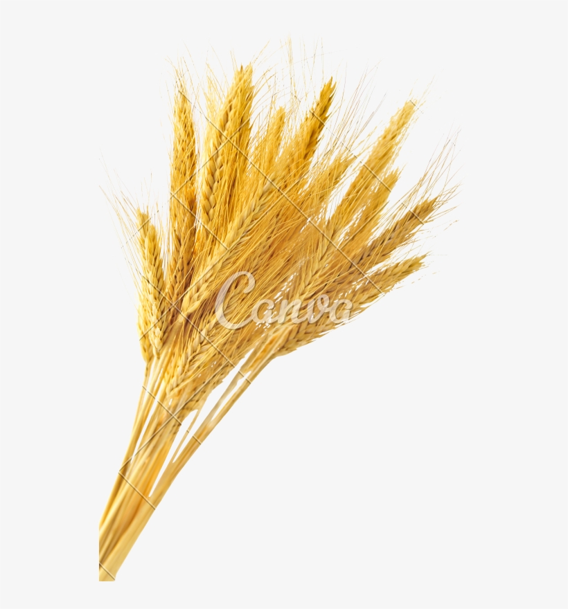 Free Premium Stalk Stock Photos Isolated Ⓒ - Golden Wheat Stalk, transparent png download