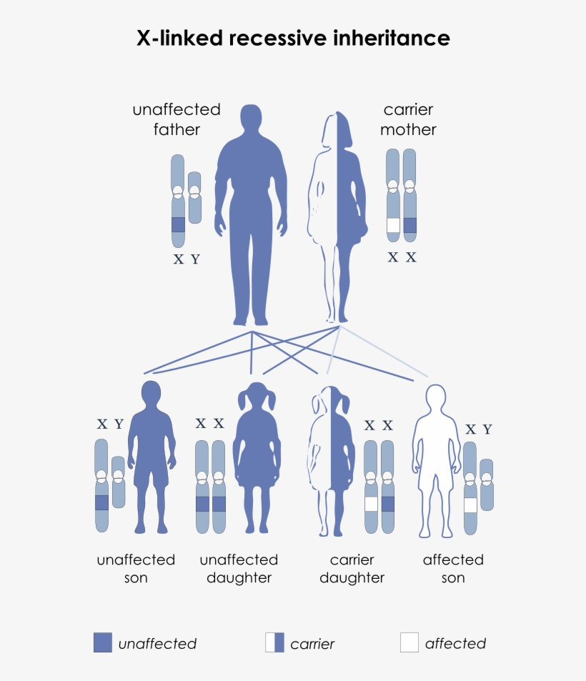 Autosomes Vs Sex Chromosomes - Sex Linked Recessive, transparent png download