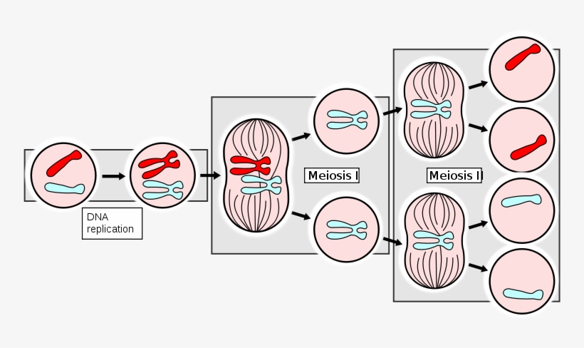 Ahsmediacenter - Pbworks - Com/f/meiosisapng - Mitosis Chromosome Number, transparent png download