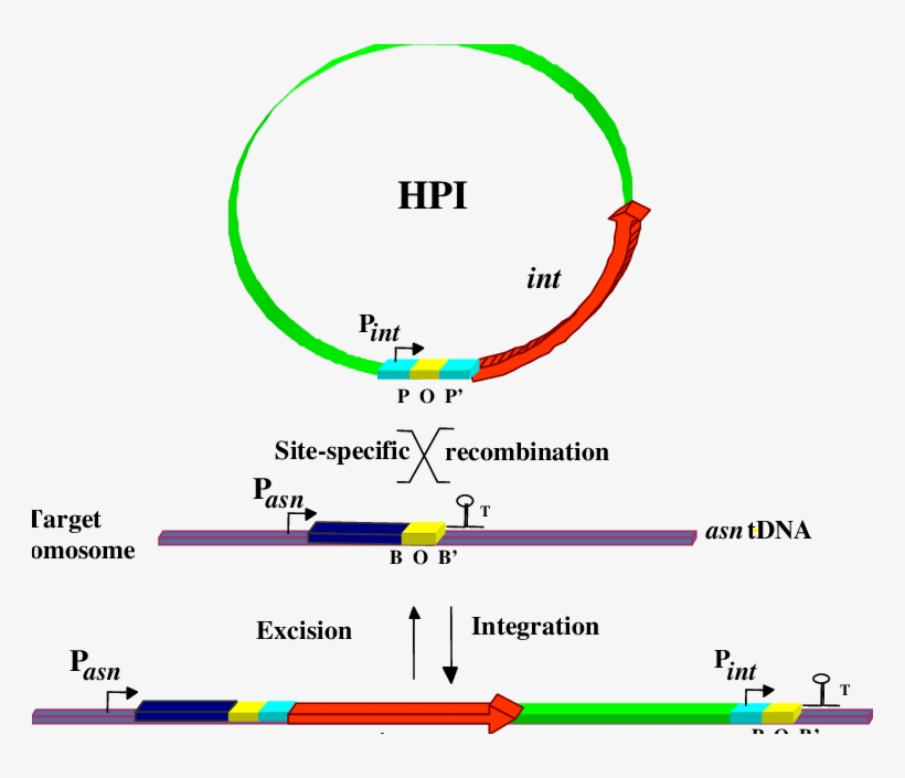 762 X 625 1 - Diagram, transparent png download