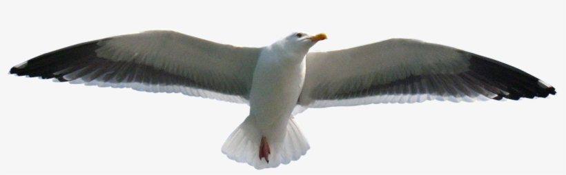 Aves Png - Great Black-backed Gull, transparent png download