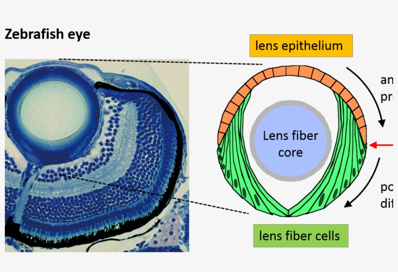 Download Development Zebrafish Eye | Transparent PNG Download | SeekPNG