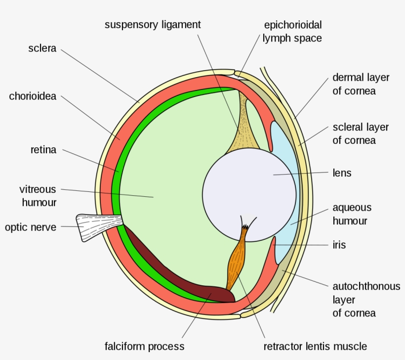 Bony Fish Eye Multilang - Eye, transparent png download
