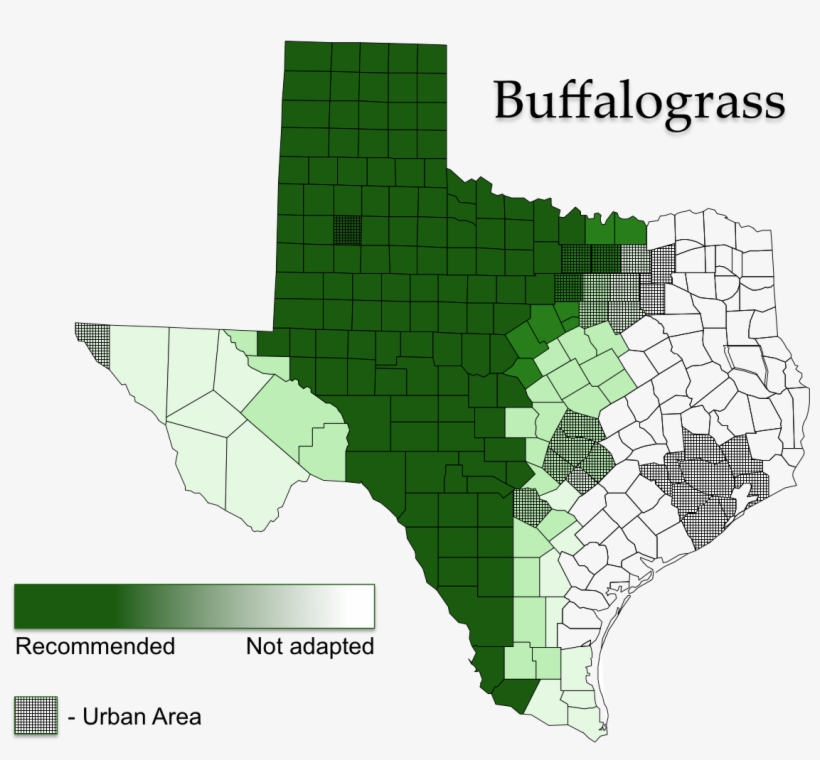 Buffalograss Map - Nursing Student Quotes, transparent png download