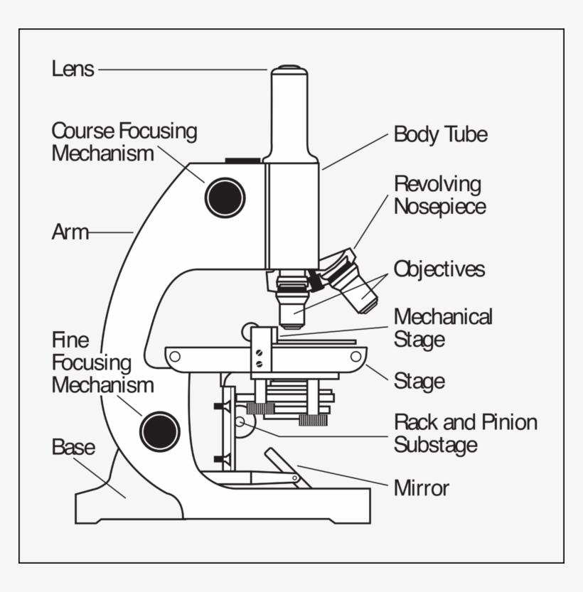 Parts Of A Microscope Clip Art, transparent png download