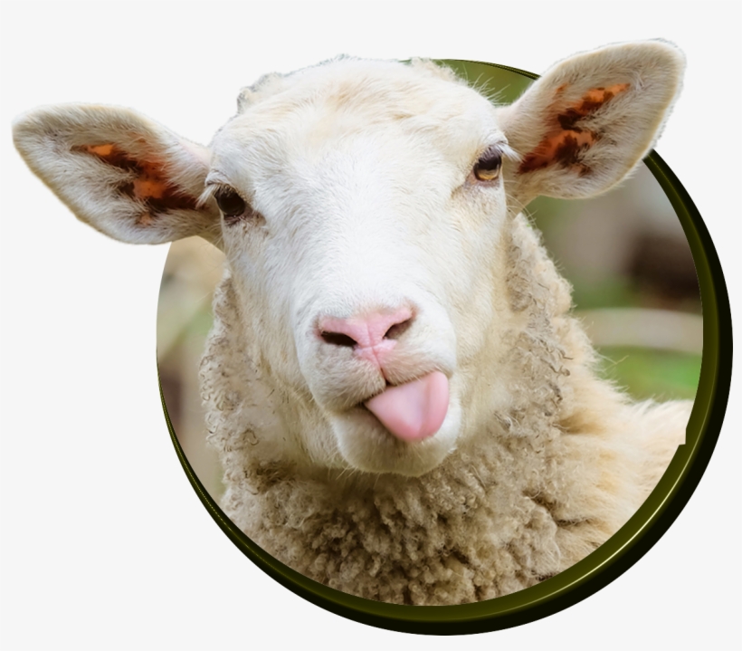 Sheep, transparent png download