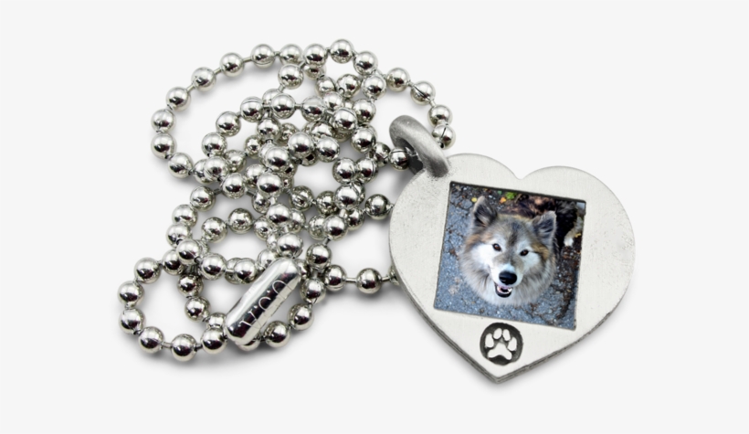 Alaskan Malamute, transparent png download